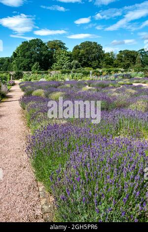 GORDON CASTLE WALLED GARDEN FOCHABERS SCHOTTLAND LAVENDELPFLANZEN IM GARTEN Stockfoto