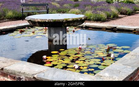 GORDON CASTLE WALLED GARDEN FOCHABERS SCOTLAND DER TEICH MIT SEEROSEN IN BLUMEN LAVENDELPFLANZEN IM GARTEN Stockfoto