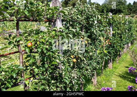 GORDON CASTLE WALLED GARDEN FOCHABERS SCHOTTLAND SORTE VON ESPALIERED ÄPFELN Stockfoto