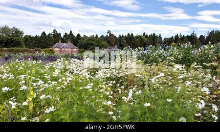 GORDON CASTLE UMMAUERTEN GARTEN FOCHABERS SCHOTTLAND WEISS KOSMOS SÜSSEN ERBSEN UND HAUS Stockfoto