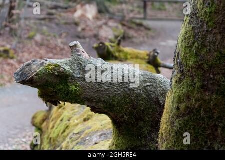 Moosbedeckter Stamm mit abgesägtem Ast im Herbstwald Stockfoto