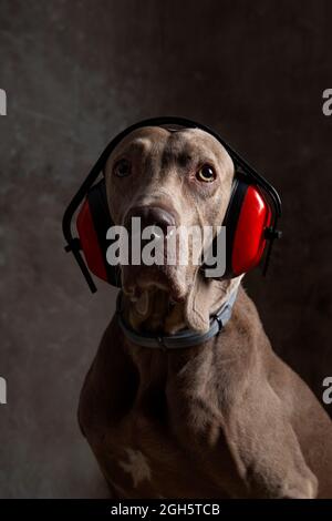 Intelligenter reinrassiger Hund mit glattem braunen Mantel im Sicherheits-Headset und Halsband, der auf die Kamera schaut Stockfoto