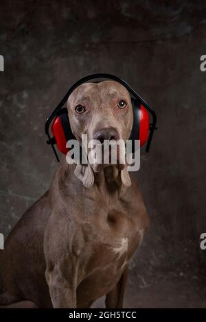 Intelligenter reinrassiger Hund mit glattem braunen Mantel im Sicherheits-Headset und Halsband, der auf die Kamera schaut Stockfoto