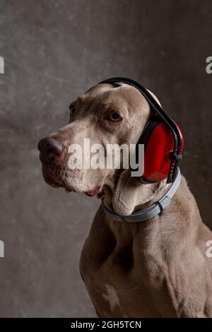 Intelligenter reinrassiger Hund mit glattem braunen Mantel im Sicherheits-Headset und Halsband, der nach vorne blickt Stockfoto