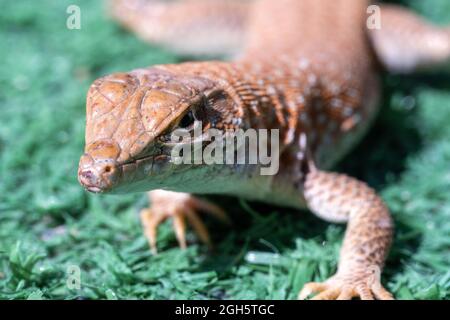 Saudische Fringe-Fingereidechse (Acanthodactylus gongrorhynchatus) in der Wüste Sand Makro-Fotografie. Stockfoto