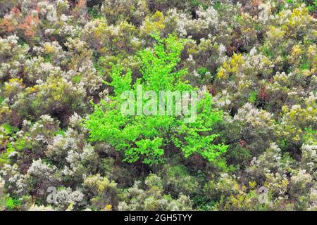 Von oben grüner Baum auf die Natur Stockfoto