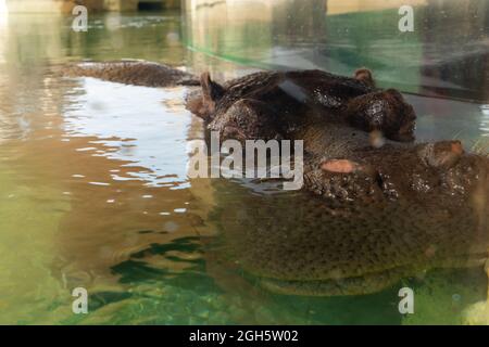 Ein gewöhnlicher Nilpferd (Hippopotamus amphibius), teilweise untergetaucht, sehr nah. Stockfoto