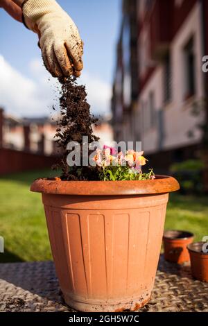 Anonyme reife Gärtnerin, die der Pflanze, die sie in einem Topf in ihrem Garten verpflanzt hat, neuen Boden zuwirft Stockfoto