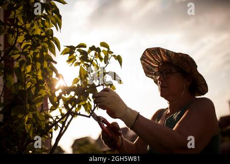 Seitenansicht einer reifen Gärtnerin, die im Licht der Dämmerung die Zweige eines Baumes in ihrem Garten mit Rücklicht beschnitten hat Stockfoto