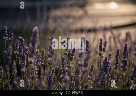 Nahaufnahme der Hummel, die auf Lavendelblüten im Garten posiert Stockfoto