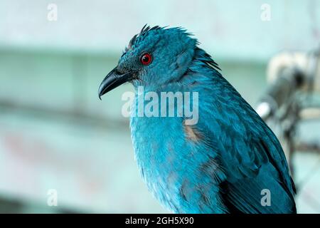 Weiblicher asiatischer Feenbluebird (Irena puella) ganz aus der Nähe, ein wunderschöner blauer tropischer Vogel. Stockfoto