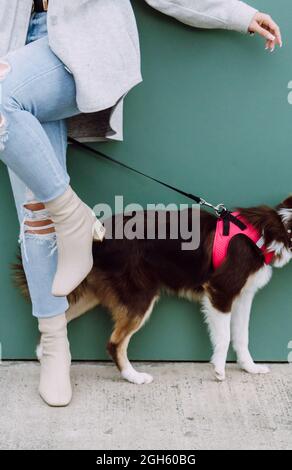 Anonyme Frau, die mit dem Fuß nach oben tanzt, während ihr Hund hinter ihr steht, ohne ihren Kopf zu zeigen Stockfoto