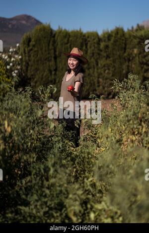 Ethnische Bäuerin sammelt reife Tomaten im Garten an sonnigen Tagen auf dem Land Stockfoto