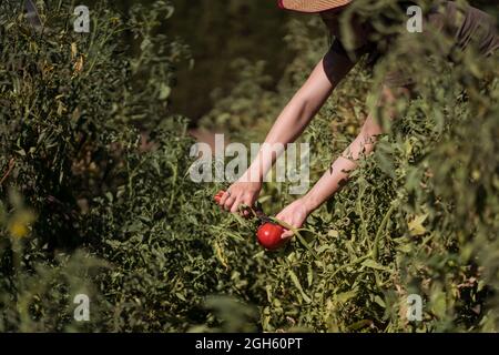 Nicht erkennbare Bäuerin, die an sonnigen Tagen auf dem Land im Garten reife Tomaten sammelt Stockfoto