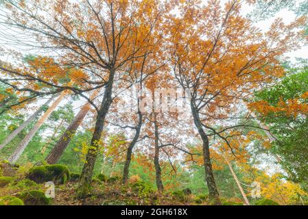 Von unten von hohen Bäumen mit leuchtend orangefarbenen Blättern, die im Herbst an bewölkten Tagen in Wäldern wachsen Stockfoto