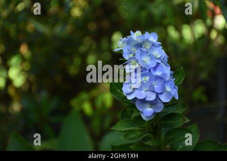 Bule Hydrangea Stockfoto