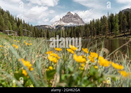 Bodenhöhe mit blühenden gelben Blumen, die an sonnigen Tagen am Ufer des Sees in den Dolomiten wachsen Stockfoto