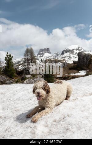 Flauschiger spanischer Wasserhund, der an sonnigen Tagen auf einer kalten verschneiten Wiese in den Dolomiten liegt Stockfoto