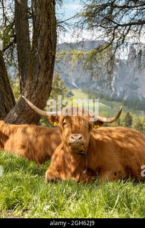 Hochlandkuh, die auf grünem Gras liegt, während sie auf einem Hügel in den Dolomiten pastelt und die Kamera anschaut Stockfoto