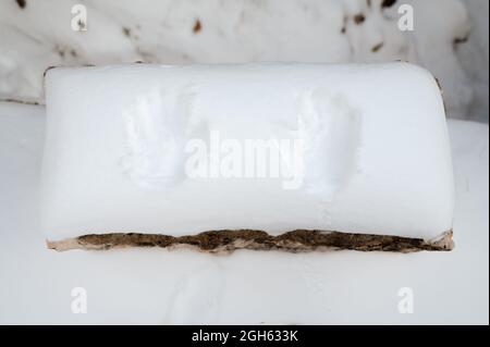 Von oben Handabdrücke auf weißem Schnee auf Holzstück im Wald im Winter Stockfoto