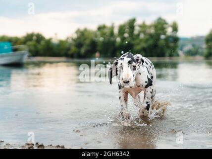 Gehorsamer Dogge Hund zu Fuß im Wasser des Flusses mit Boot in der Nähe von Sandküste und grünen Bäumen am Sommerabend Stockfoto