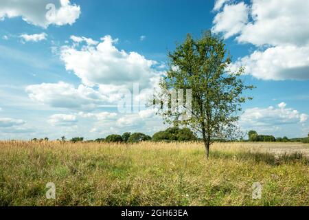 Baum auf der Wiese und weiße Wolken gegen den blauen Himmel Stockfoto