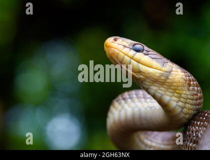 Porträt der Aesculapschen Schlange (Zamenis longissimus) Stockfoto