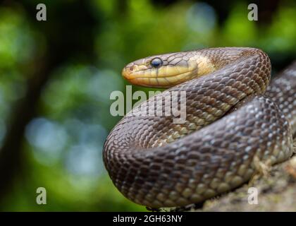 Porträt der Aesculapschen Schlange (Zamenis longissimus) Stockfoto