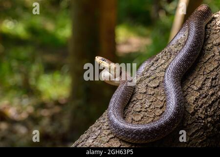 Porträt der Aesculapschen Schlange (Zamenis longissimus) Stockfoto