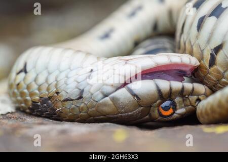 Mediterrane Grasnatter (Natrix astreptophora) Thanatose Stockfoto