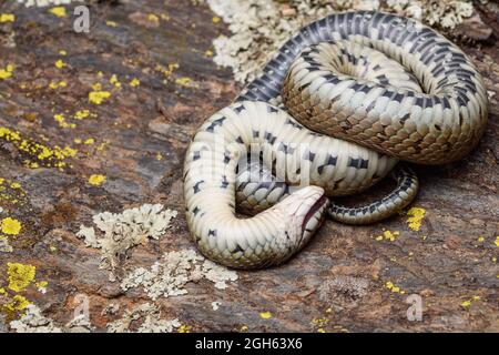 Mediterrane Grasnatter (Natrix astreptophora) Thanatose Stockfoto