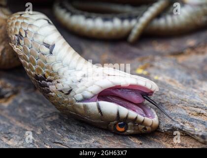 Mediterrane Grasnatter (Natrix astreptophora) Thanatose Stockfoto