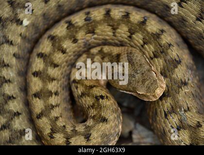 Cenital schoss ASP Viper (Vipera aspis) in der Natur Stockfoto