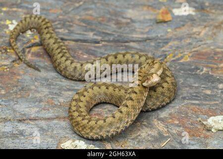 Portrait ASP Viper (Vipera aspis) in der Natur Stockfoto