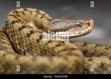 Portrait ASP Viper (Vipera aspis) in der Natur Stockfoto