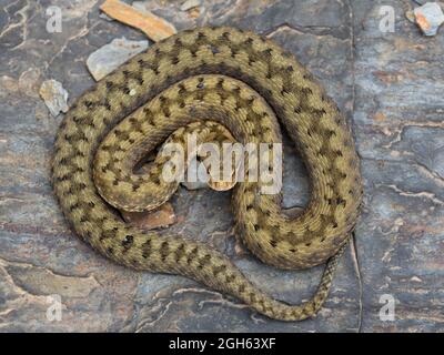 Cenital schoss ASP Viper (Vipera aspis) in der Natur Stockfoto