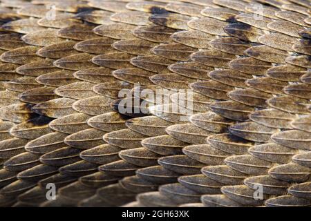 Detail der Schuppen einer Spanviper (Vipera aspis zinnikeri) Stockfoto