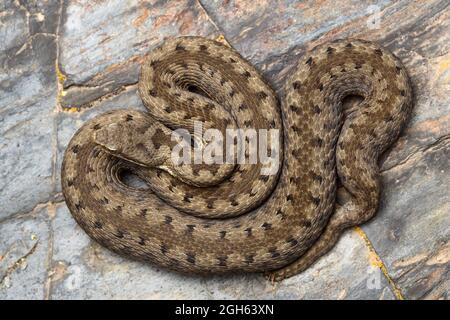 Cenital schoss ASP Viper (Vipera aspis) in der Natur Stockfoto