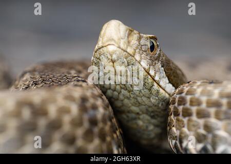 Portrait ASP Viper (Vipera aspis) in der Natur Stockfoto