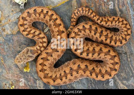 Orangefarbene ASP-Viper (Vipera aspis zinnikeri) Cenital-Aufnahme Stockfoto