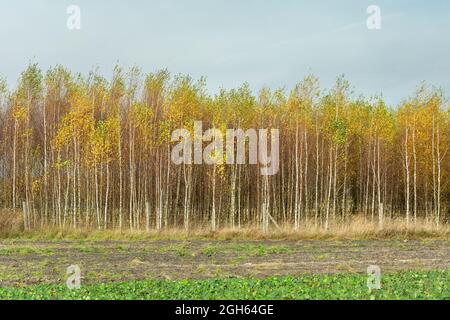 Junge Birken im Herbst in einer Baumschule Stockfoto