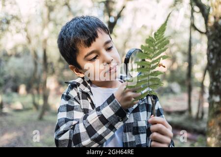 Fokussiertes Kind mit grünem Pflanzenblatt, das durch die Lupe in Wäldern auf verschwommenem Hintergrund schaut Stockfoto