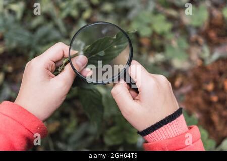 Beschnittenes, unkenntlich ethnisch ausgerichtetes Kind mit grünem Pflanzenblatt, das tagsüber durch die Lupe in Wäldern den Wald erkundet Stockfoto