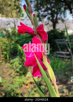 Leuchtend leuchtend rote bis violette Gladiolusblüten Stockfoto