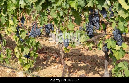 die trauben von carignano del sulcis sind bereit für die Ernte Stockfoto