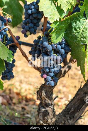 die trauben von carignano del sulcis sind bereit für die Ernte Stockfoto