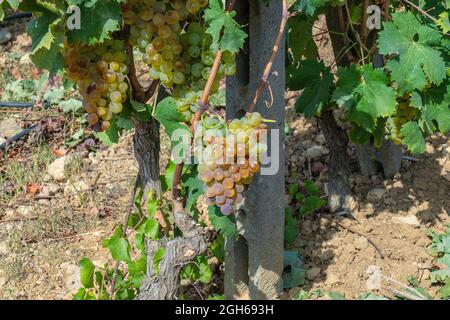 die trauben von carignano del sulcis sind bereit für die Ernte Stockfoto