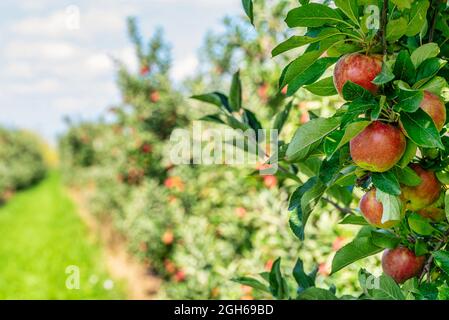 Nahaufnahme von reifen roten Äpfeln am Baum im Apfelgarten Stockfoto