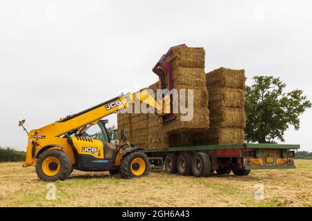 Mann, der einen Teleskoplader benutzt, um Strohballen auf einen Traktoranhänger zu laden. VEREINIGTES KÖNIGREICH Stockfoto