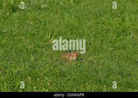 Wien, Österreich. Der Wiener Zentralfriedhof. Europäischer Hamster (Cricetus cricetus) auf dem Zentralfriedhof Stockfoto